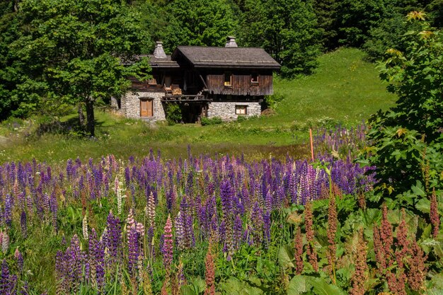 Trelechampchamonixhaute savoiefrancja