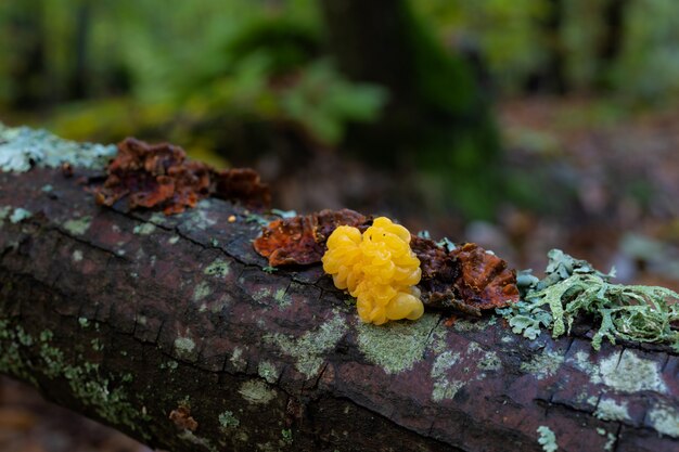 Tremella mesenterica. Fajny grzyb rosnący na martwym drewnie. Sfotografowany w lesie kasztanowca.