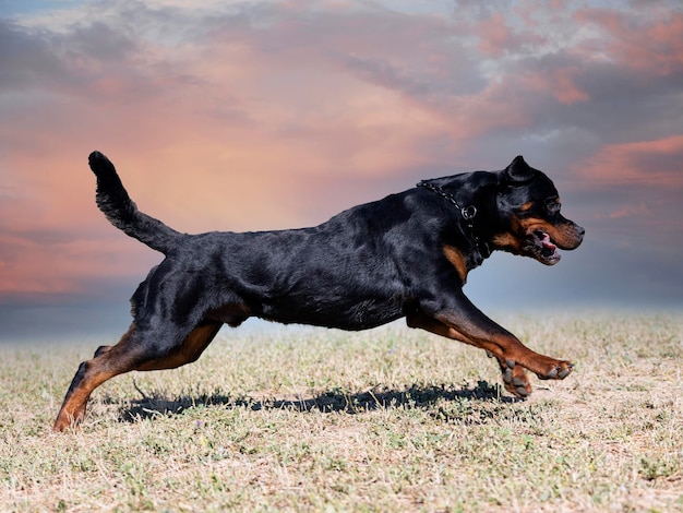 trening agility do zawodów w klubie posłuszeństwa