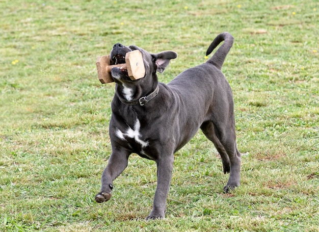 Trening Cane corso do posłuszeństwa