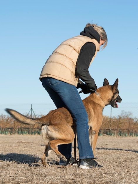 trening dla malinois