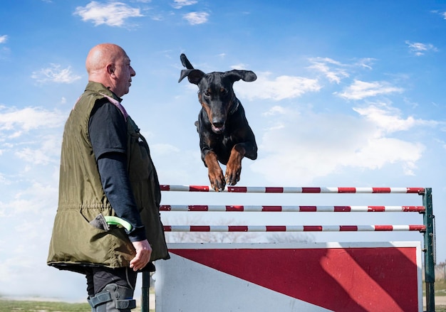 Trening Młodych Pinczerów Dobermanów Dla Ochrony W Naturze