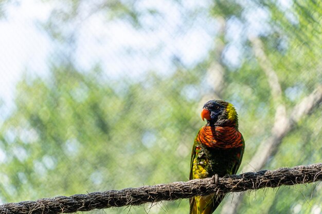 Trichoglossus haematodus haematodus rainbow lori ptak o bardzo pięknej kombinacji kolorów meksyk