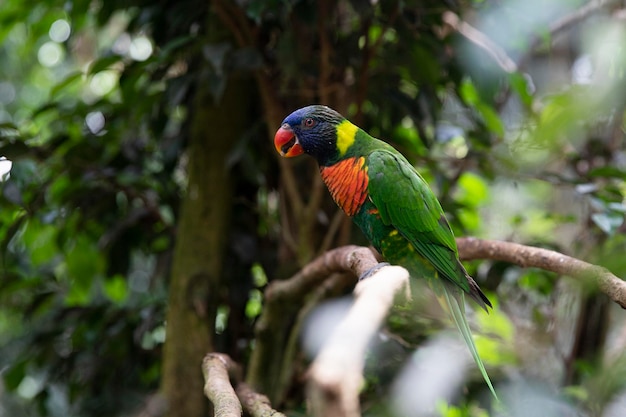 Trichoglossus Haematodus Parrot Lori Na Gałęzi Drzewa Piękny Ptak