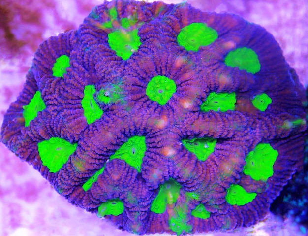 Zdjęcie tricolor goniastrea lps coral - (goniastrea sp.)