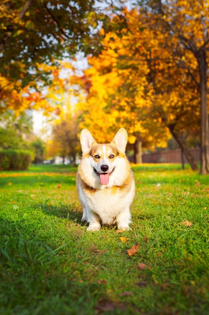 Tricolor welsh corgi pembroke w jesiennym parku miejskim