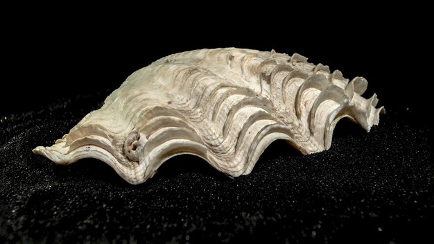 Tridacna Gigas Giant Clam Seashell Na Czarnym Piasku