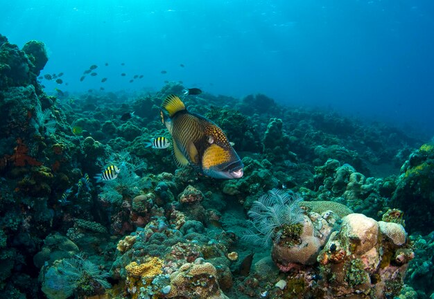 Triggerfish pływa wzdłuż raf koralowych. Życie morskie Bali, Indonezja.