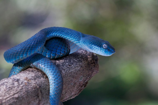 Trimeresurus Insularis. Niebieski Wąż żmii Na Gałęzi