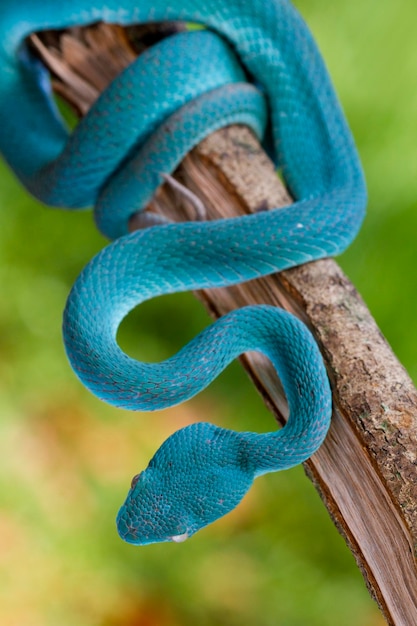 Trimeresurus insularis. Niebieski wąż żmii na gałęzi