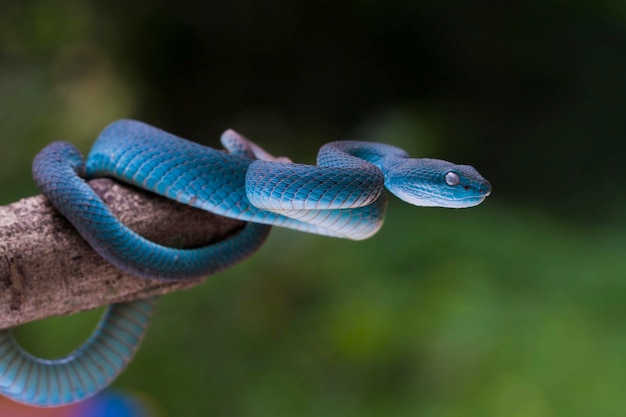 Trimeresurus insularis. Niebieski wąż żmii na gałęzi