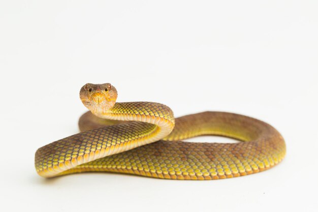 Zdjęcie trimeresurus purpureomaculatus mangrove pit viper wąż lub żmija brzegowa izolowana na białym