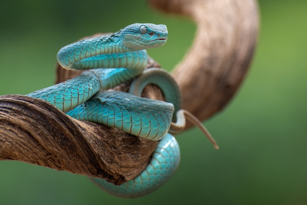 Trimesurus insularis na gałęzi drzewa