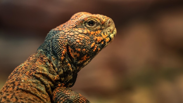 Trnorep skalni Uromastyx acanthinura