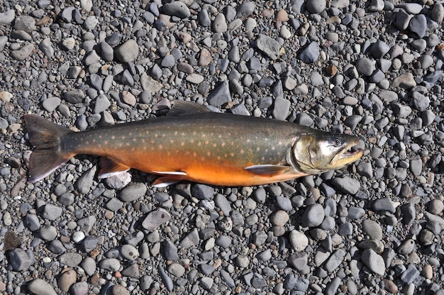 Trofeum wędkarskie Arctic char