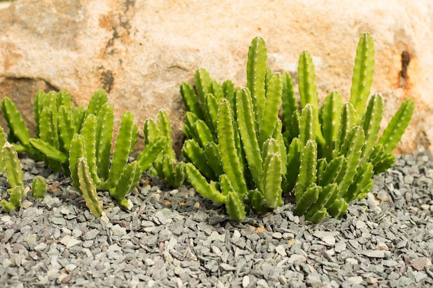 Zdjęcie trójkątna euforbia kaktusowa roślina
