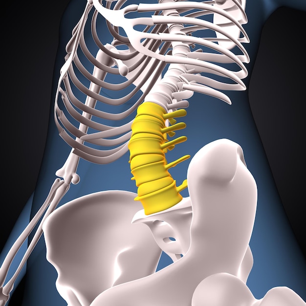 Trójwymiarowa ilustracja anatomii kręgów szyjnych ludzkiego szkieletu