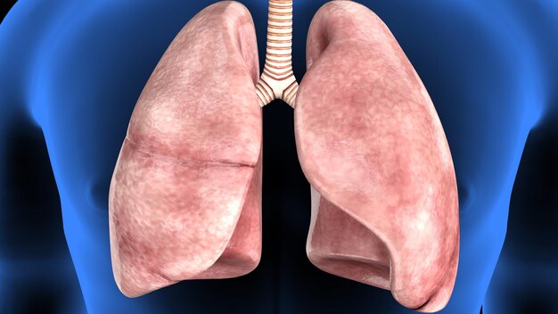 Trójwymiarowa ilustracja ludzkiego szkieletu spineribskneefemur i karpals system anatomii