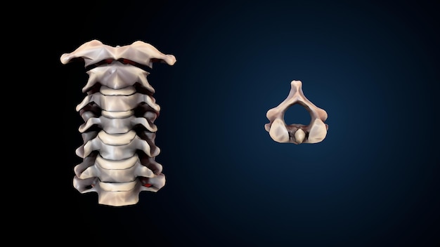 Zdjęcie trójwymiarowa ilustracja ludzkiego szkieletu spineribskneefemur i karpals system anatomii