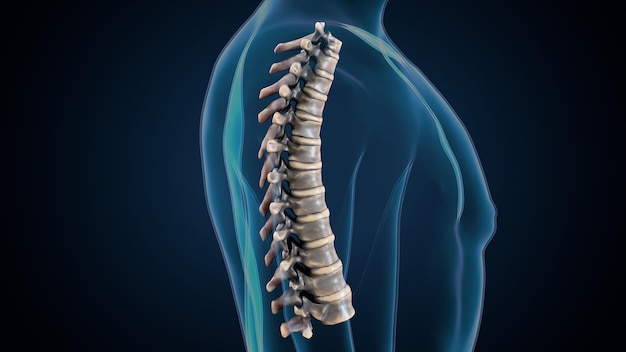 Trójwymiarowa ilustracja ludzkiego szkieletu spineribskneefemur i karpals system anatomii