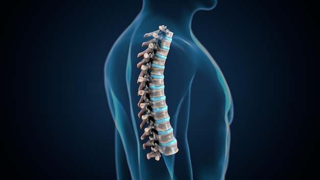 Trójwymiarowa ilustracja ludzkiego szkieletu spineribskneefemur i karpals system anatomii
