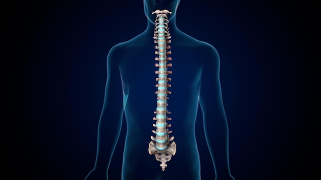 Trójwymiarowa ilustracja ludzkiego szkieletu spineribskneefemur i karpals system anatomii