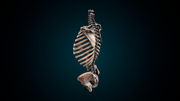 Zdjęcie trójwymiarowa ilustracja ludzkiego szkieletu spineribskneefemur i karpals system anatomii