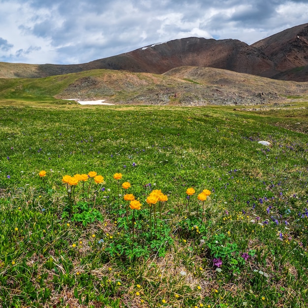 Trollius europaeus kwiaty (Trollblume) wiosną Globeflower przed ciemnymi górami. Zielony płaskowyż alpejski. Widok na kwadrat.