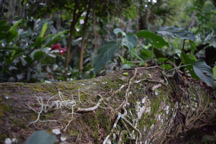 Tronco caido en el bosque