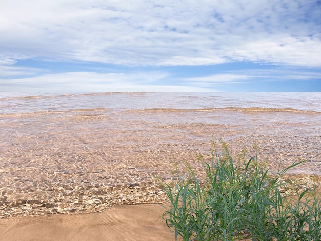 tropica kwiaty i liście palmowe na plaży, błękitne niebo, święta