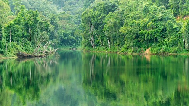 Tropical Rainforest with reflex in the water Piękne krajobrazy charakter tła