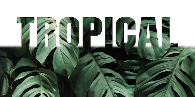 Tropical word png border sticker Monstera liść przezroczyste tło