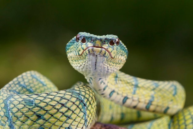 Tropidolaemus Wagleri Zbliżenie Węża Na Gałęzi