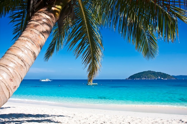 Tropikalna biała piaszczysta plaża z palmami. Wyspy Similan, Tajlandia, Phuket.