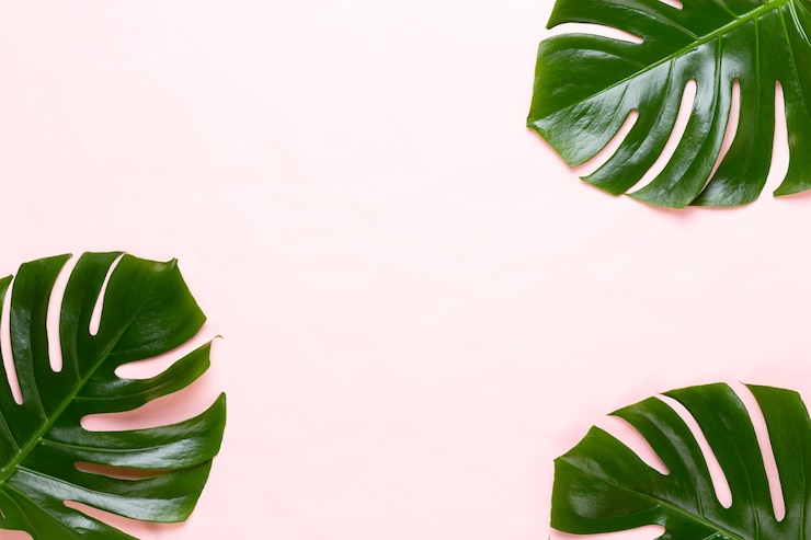 Zdjęcie tropikalna dżungla liść, monstera, spoczywa na płaskiej powierzchni, na tle brzoskwini.