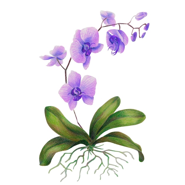 Tropikalna orchidea w akwareli i kredkach