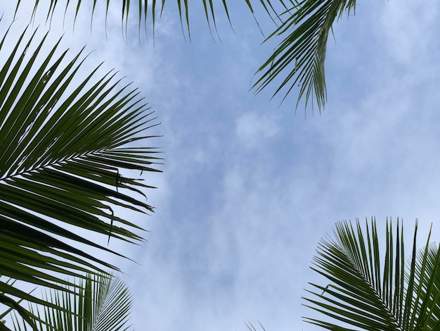 tropikalna palma liść tło zbliżenie palmy kokosowe widok perspektywiczny