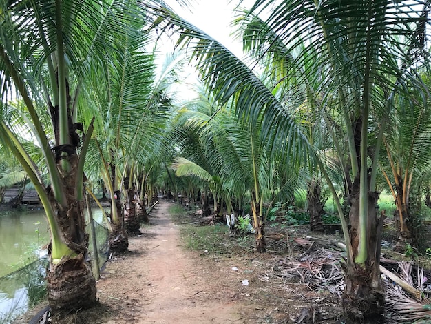 tropikalna palma liść tło zbliżenie palmy kokosowe