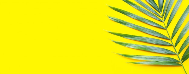 Zdjęcie tropikalna palma opuszcza na żółtym tle.