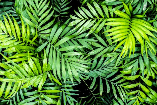 Zdjęcie tropikalna palma pozostawia kwiatowy wzór tła egzotyczna natura tekstury zielone liście tropików