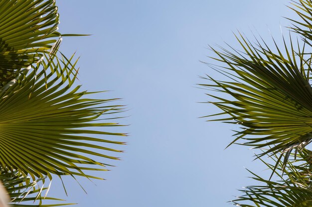 Tropikalna palma ze światłem słonecznym na niebieskim niebie i białym chmurze na abstrakcyjnym tle