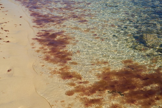 Tropikalna piaszczysta plaża z czystą wodą w tle