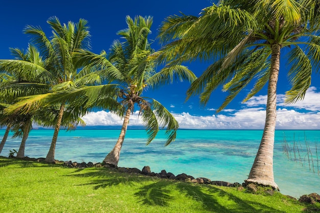 Tropikalna plaża na południowej stronie wyspy Samoa z palmami kokosowymi