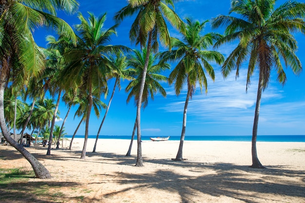 tropikalna plaża na Sri Lance