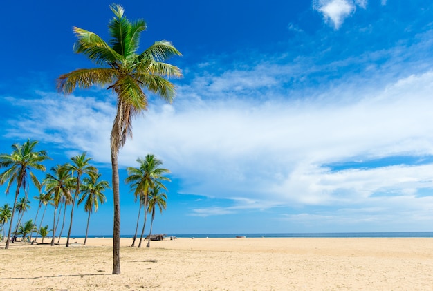 Tropikalna Plaża Na Sri Lance