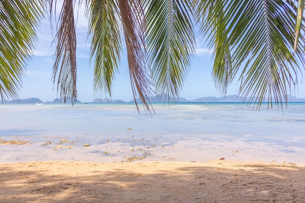 Tropikalna plaża pod palmą z wyspą na tle Filipiny krajobraz