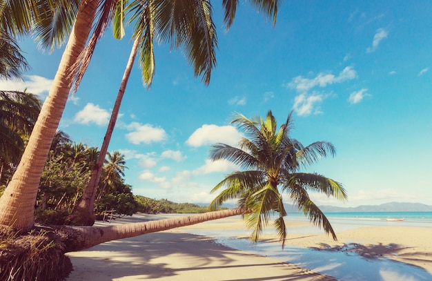 Tropikalna Plaża Spokoju