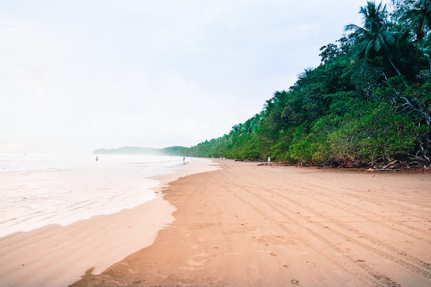 Tropikalna plaża w wietrzny dzień otoczona palmami