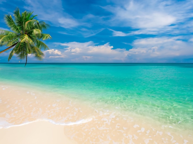 Zdjęcie tropikalna plaża z palmą i błękitną wodą