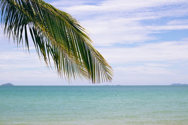 Tropikalna plaża z palmą kokosową